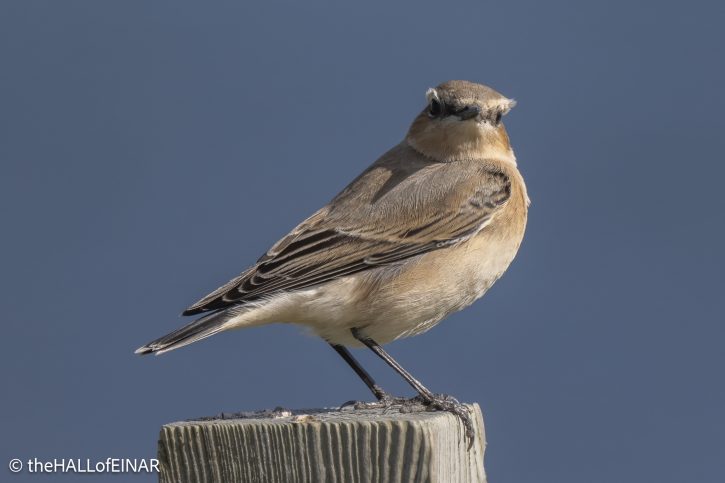 Wheatear - The Hall of Einar - photograph © David Bailey (not the)