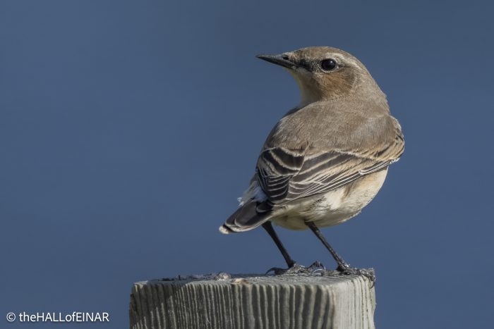 Wheatear - The Hall of Einar - photograph © David Bailey (not the)