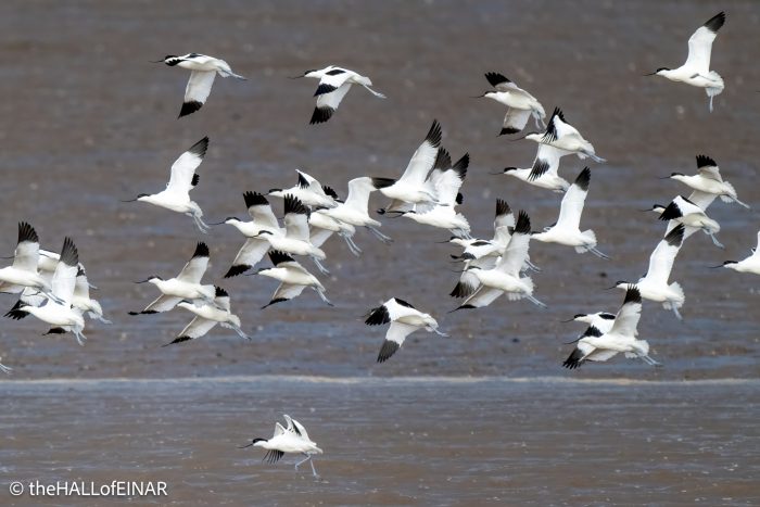 Avocet - The Hall of Einar - photograph © David Bailey (not the)