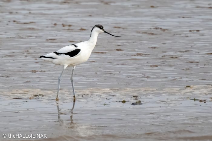 Avocet - The Hall of Einar - photograph © David Bailey (not the)