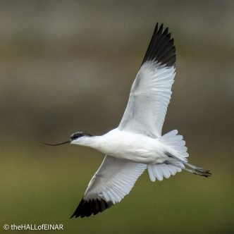 Avocet - The Hall of Einar - photograph © David Bailey (not the)