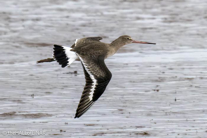 Black-Tailed Godwit - The Hall of Einar - photograph © David Bailey (not the)