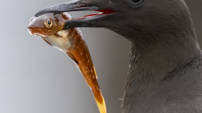 Black Guillemot - The Hall of Einar