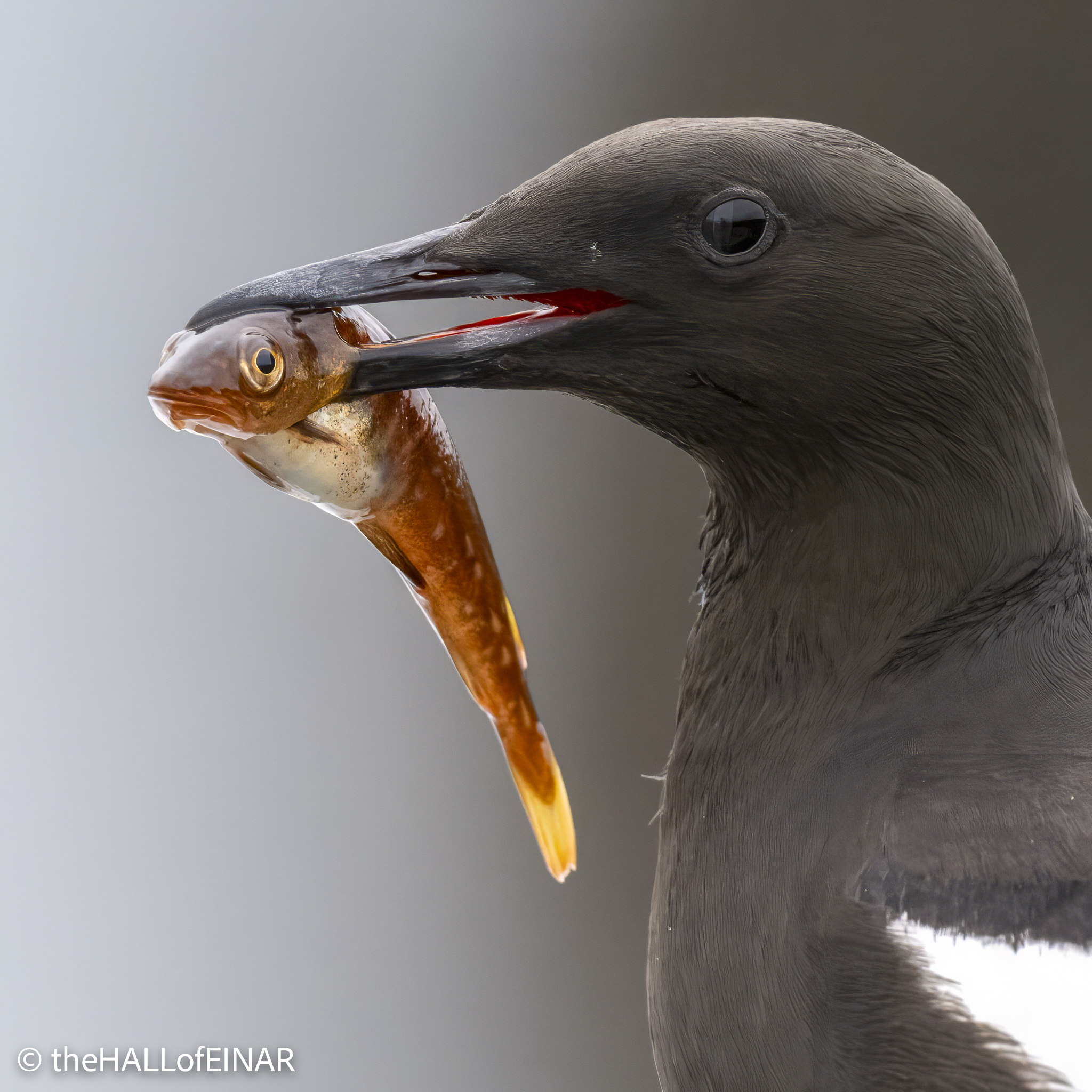 Black Guillemot - The Hall of Einar