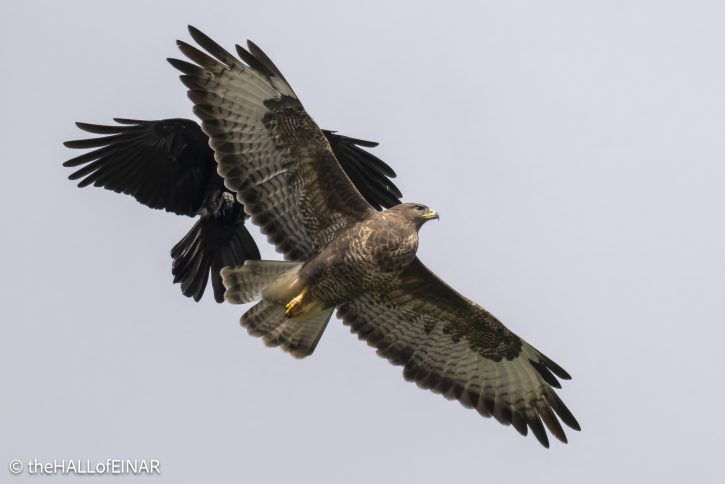 Buzzard with Carrion Crow - The Hall of Einar - photograph © David Bailey (not the)