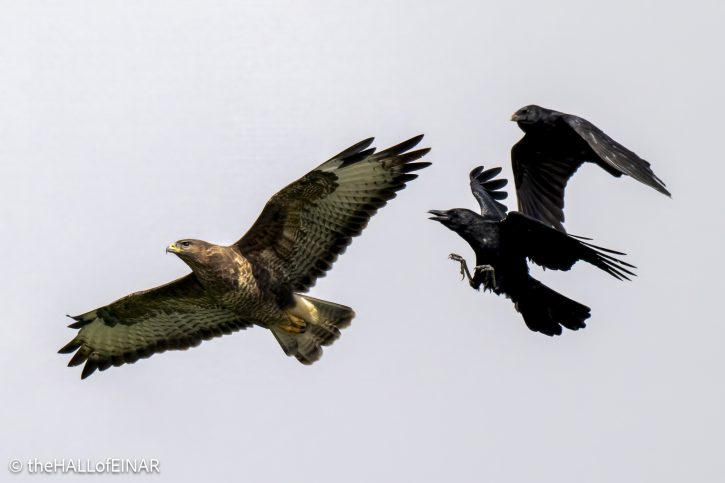 Buzzard with Carrion Crow - The Hall of Einar - photograph © David Bailey (not the)
