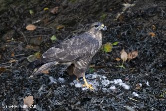 Buzzard - The Hall of Einar - photograph © David Bailey (not the)