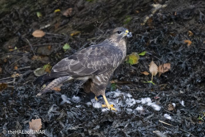 Buzzard - The Hall of Einar - photograph © David Bailey (not the)