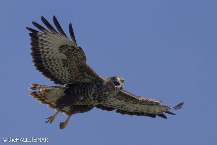 Buzzard - The Hall of Einar - photograph © David Bailey (not the)