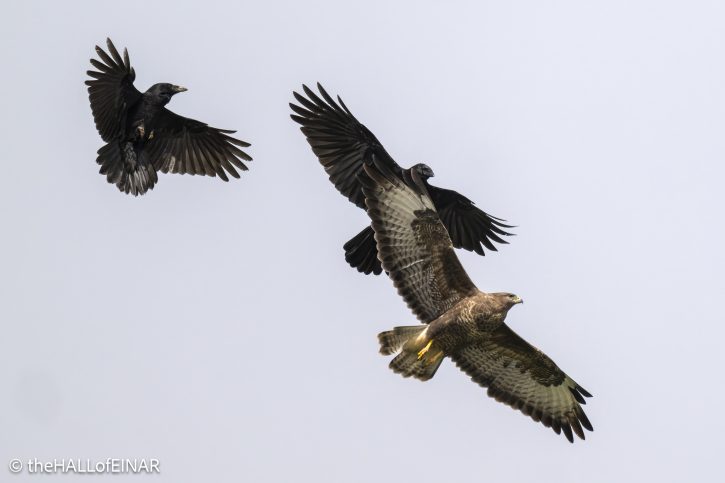 Buzzard with Carrion Crow - The Hall of Einar - photograph © David Bailey (not the)