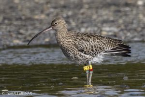 Curlew - The Hall of Einar - photograph © David Bailey (not the)