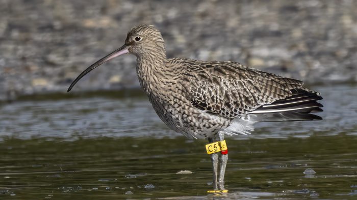 Curlew - The Hall of Einar - photograph © David Bailey (not the)