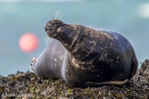 Grey Seal - The Hall of Einar - photograph © David Bailey (not the)