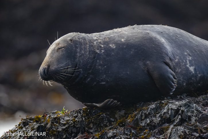 Grey Seal - The Hall of Einar - photograph © David Bailey (not the)