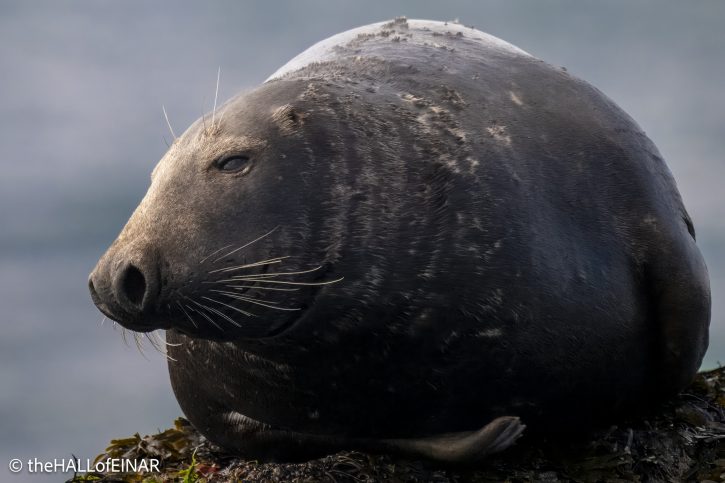 Grey Seal - The Hall of Einar - photograph © David Bailey (not the)