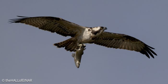 Osprey with fish - The Hall of Einar - photograph © David Bailey (not the)