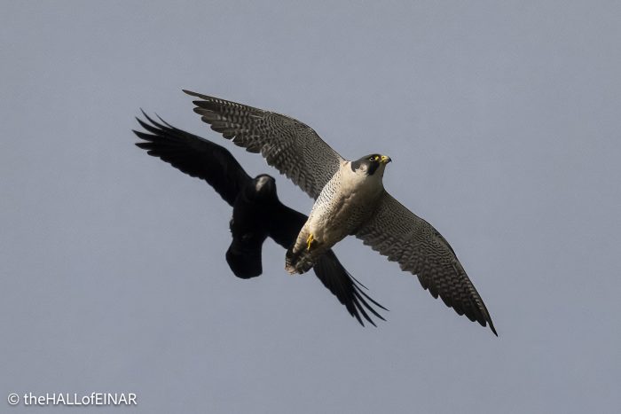 Peregrine Falcon with Rook - The Hall of Einar - photograph © David Bailey (not the)