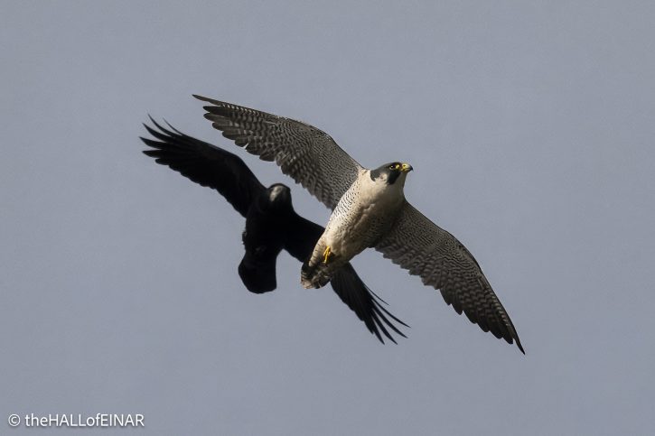 Peregrine Falcon with Rook - The Hall of Einar - photograph © David Bailey (not the)