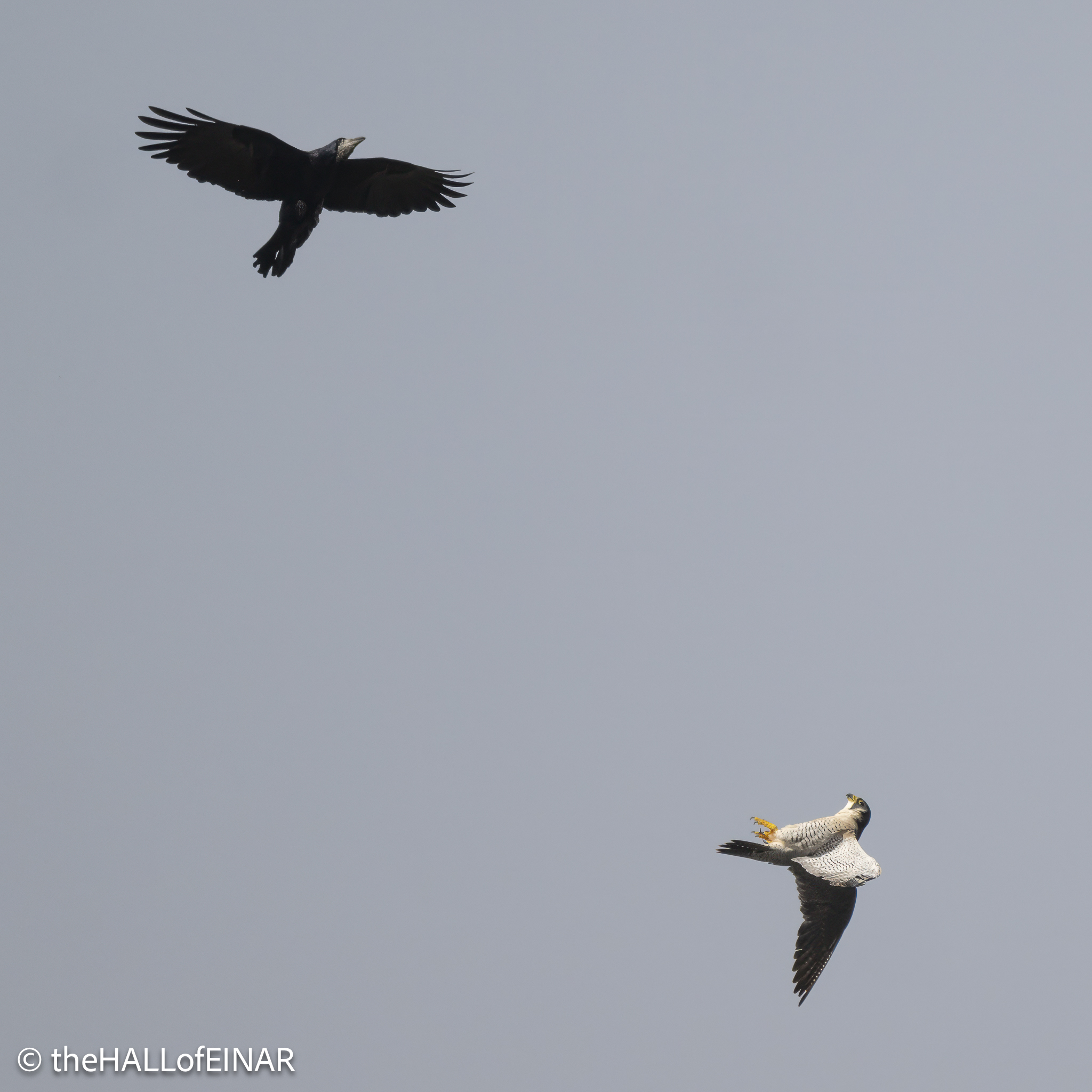 Peregrine Falcon with Rook - The Hall of Einar - photograph © David Bailey (not the)