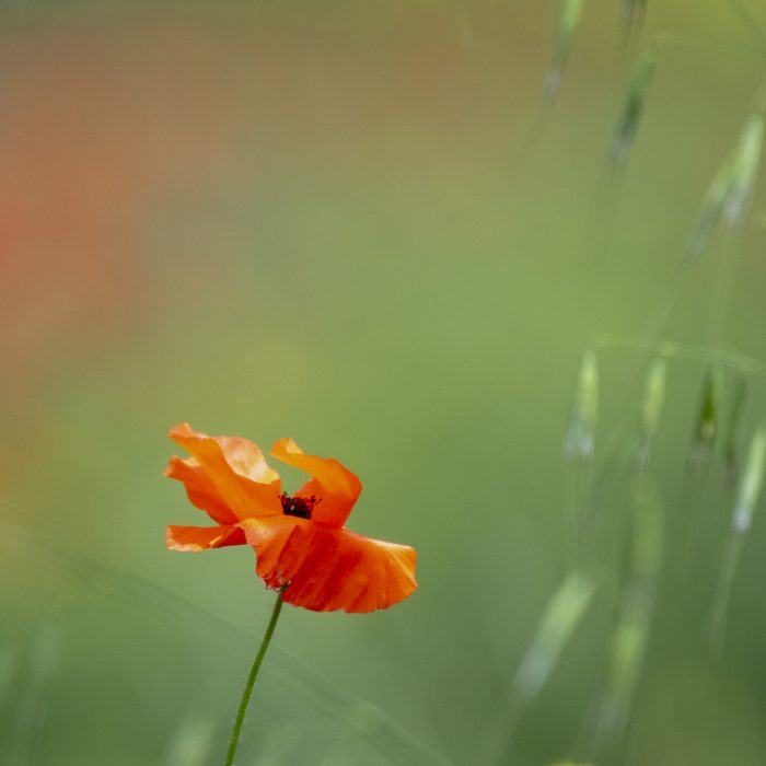 Poppy - The Hall of Einar