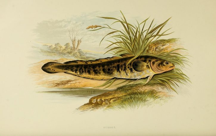 Burbot