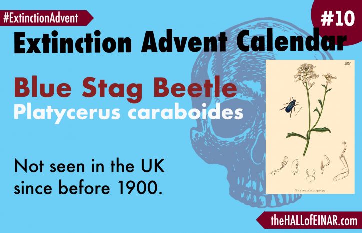 Extinction Advent Calendar 10