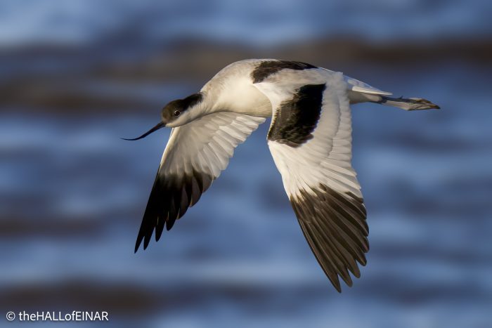 Avocet - The Hall of Einar - photograph (c) David Bailey (not the)