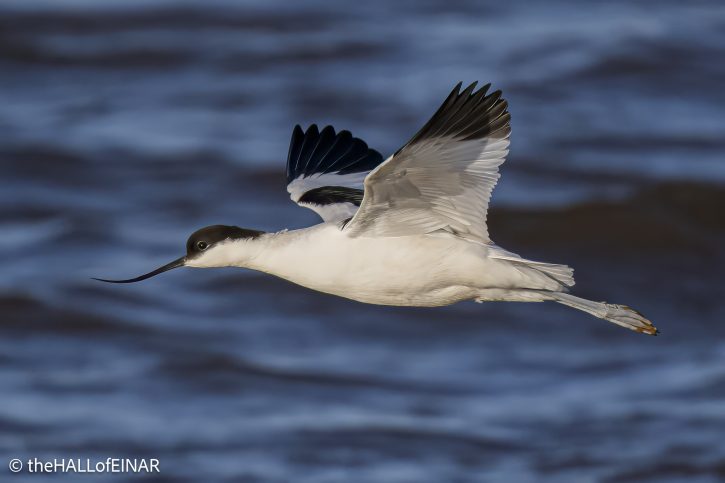 Avocet - The Hall of Einar - photograph (c) David Bailey (not the)