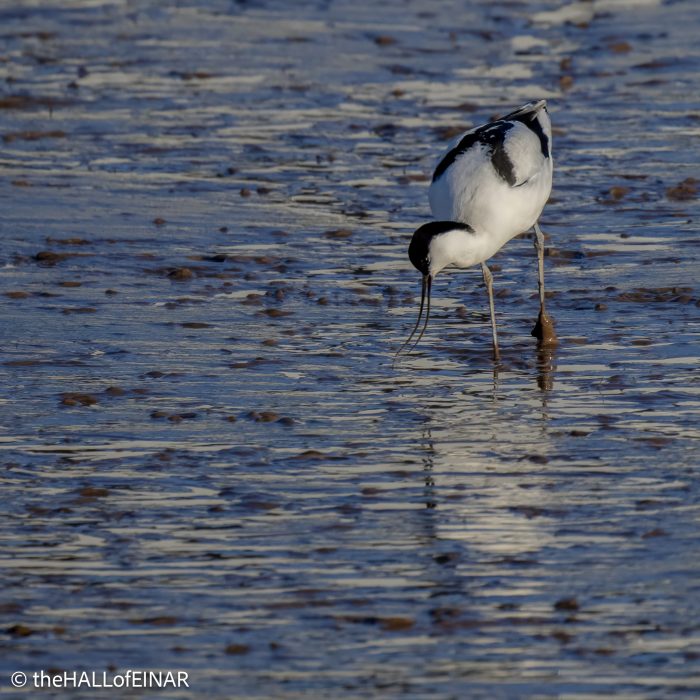 Avocet - The Hall of Einar - photograph (c) David Bailey (not the)