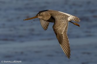 Bar-Tailed Godwit - The Hall of Einar - photograph (c) David Bailey (not the)