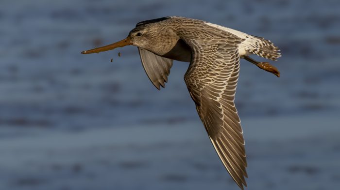 Bar-Tailed Godwit - The Hall of Einar - photograph (c) David Bailey (not the)