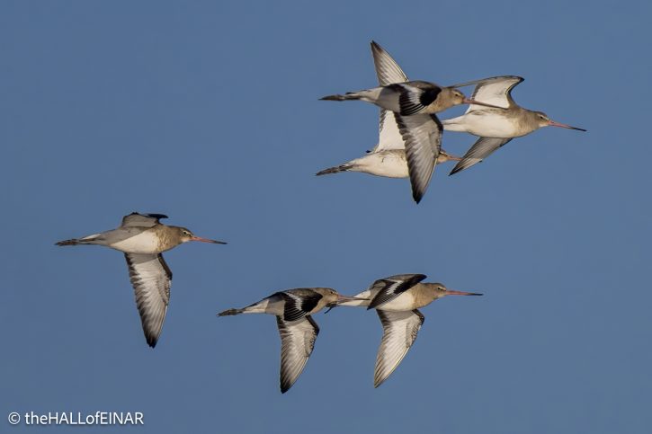Black-Tailed Godwit - The Hall of Einar - photograph (c) David Bailey (not the)