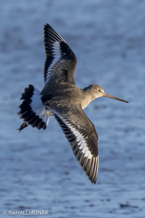 Black-Tailed Godwit - The Hall of Einar - photograph (c) David Bailey (not the)