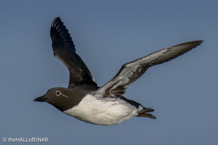 Bridled Guillemot - The Hall of Einar - photograph © David Bailey (not the)