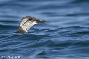 Common Guillemot - The Hall of Einar - photograph © David Bailey (not the)