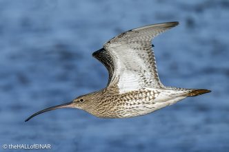 Curlew - The Hall of Einar - photograph (c) David Bailey (not the)