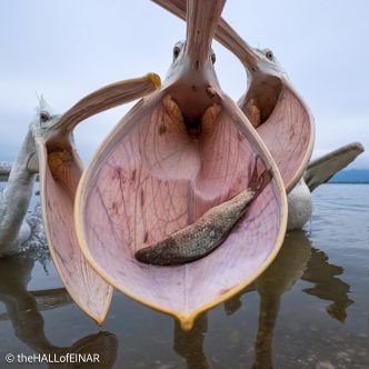 Dalmatian Pelican at Lake Kerkini - The Hall of Einar - photograph © David Bailey (not the)