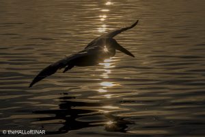 Dalmatian Pelican at Lake Kerkini - The Hall of Einar - photograph © David Bailey (not the)