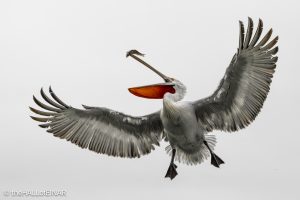 Dalmatian Pelican at Lake Kerkini - The Hall of Einar - photograph © David Bailey (not the)