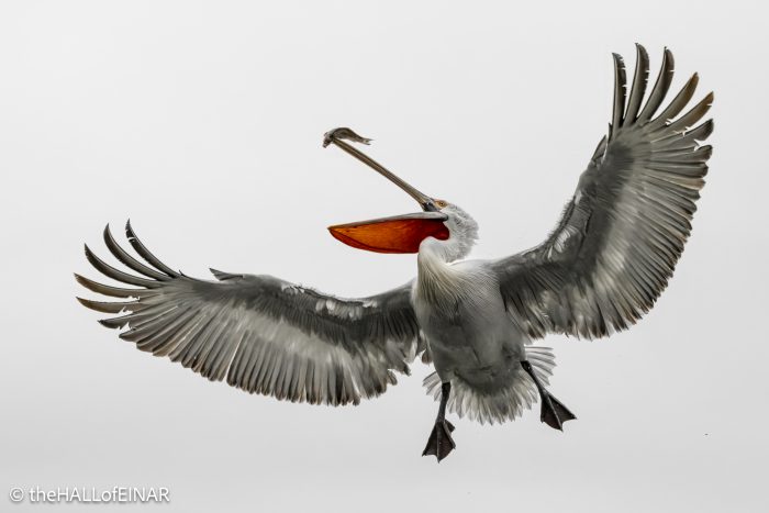 Dalmatian Pelican at Lake Kerkini - The Hall of Einar - photograph © David Bailey (not the)