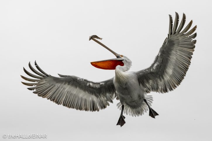 Dalmatian Pelican at Lake Kerkini - The Hall of Einar - photograph © David Bailey (not the)