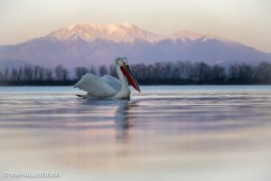 Dalmatian Pelican at Lake Kerkini - The Hall of Einar - photograph © David Bailey (not the)