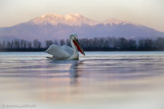 Dalmatian Pelican at Lake Kerkini - The Hall of Einar - photograph © David Bailey (not the)