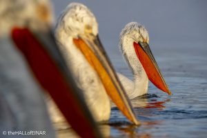 Dalmatian Pelican at Lake Kerkini - The Hall of Einar - photograph © David Bailey (not the)