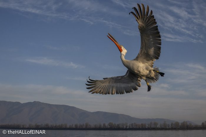 Dalmatian Pelican at Lake Kerkini - The Hall of Einar - photograph © David Bailey (not the)