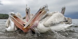 Dalmatian Pelican at Lake Kerkini - The Hall of Einar - photograph © David Bailey (not the)