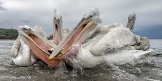 Dalmatian Pelican at Lake Kerkini - The Hall of Einar - photograph © David Bailey (not the)
