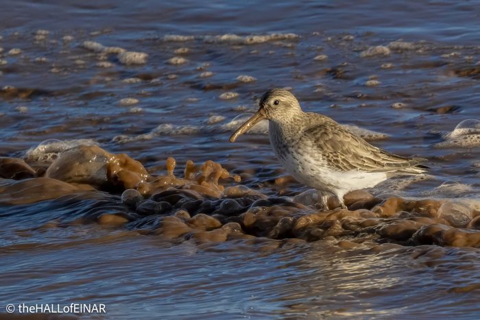 Dunlin - The Hall of Einar - photograph (c) David Bailey (not the)