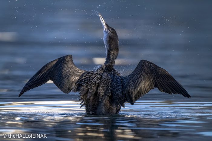 Great Northern Diver - The Hall of Einar - photograph © David Bailey (not the)