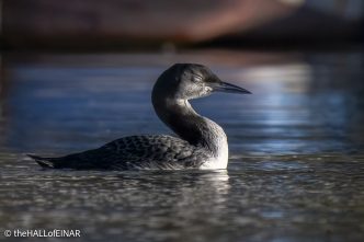 Great Northern Diver - The Hall of Einar - photograph © David Bailey (not the)